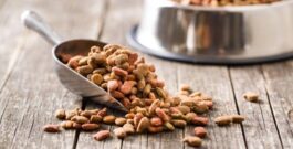 Revisión de 31 estudios concluye que los alimentos veganos para perros y gatos tienen buena digestibilidad